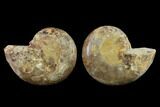 3.2" Cut & Polished Agatized Ammonite Fossil (Pair)- Jurassic - #131654-1